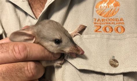 bilby Archives - Australian Geographic