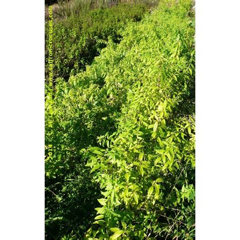 Aloysia citriodora Verveine citronnée Plant