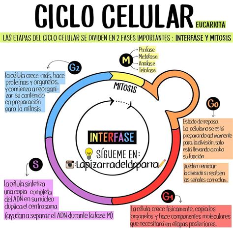 Ciclo Celular Mapa Mental