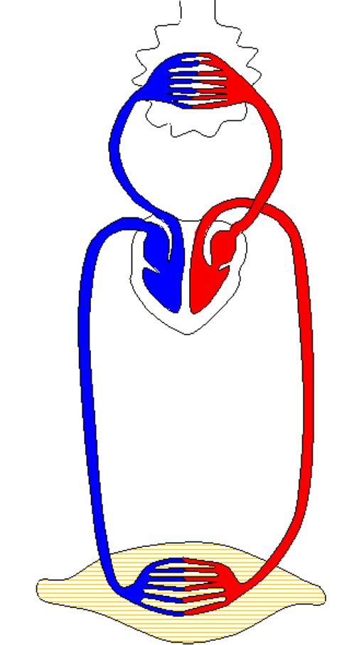 Bio Sch Ma Compl Ter Circulation Sanguine Diagram Quizlet