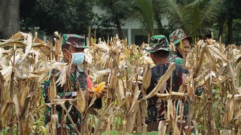 Lahan Tidur Jadi Kebun Jagung