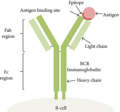 Antibody Antigen Epitope