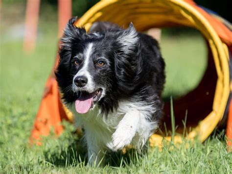 Faire garder son chien Tout savoir pour en faire une expérience