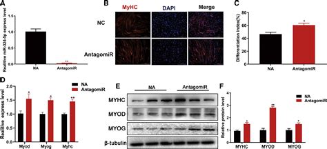 Mir 324 5p Inhibits C2c12 Cell Differentiation And Promotes Intramuscular Lipid Deposition