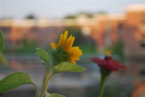 Zl Miniature Sunflower In Our Yard Orbited By Nine Dark Moons