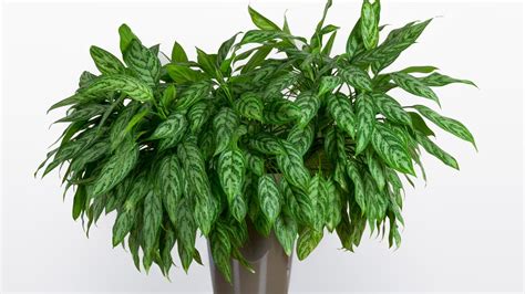 10 Plants That Are Poisonous | Indoor Gardening