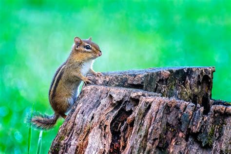 How To Get Rid Of Chipmunks In Your Yard