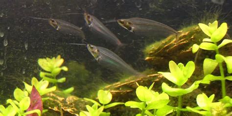 Ghost Glass Catfish Diet Size Lifespan Cost Care Guide