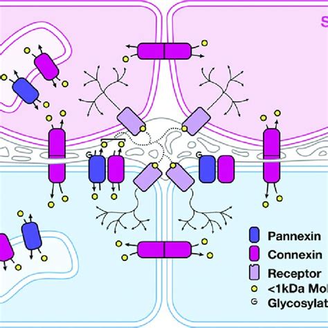 schematic  connexin  pannexin channel mediated communication