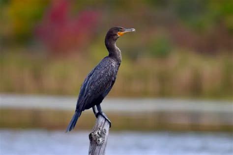 10 Types Of Birds That Swim Underwater With Pictures Bird Feeder Hub