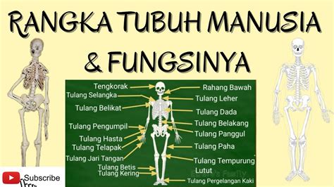 Learn Endlessly Rangka Manusia Dan Fungsinya Images And Photos Finder