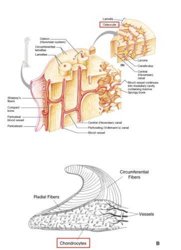 KIN 2303 Biomechanics Tissue Biomechanics And Application Of