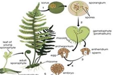 Life Cycle of Seedless Vascular Plants | CK-12 Foundation