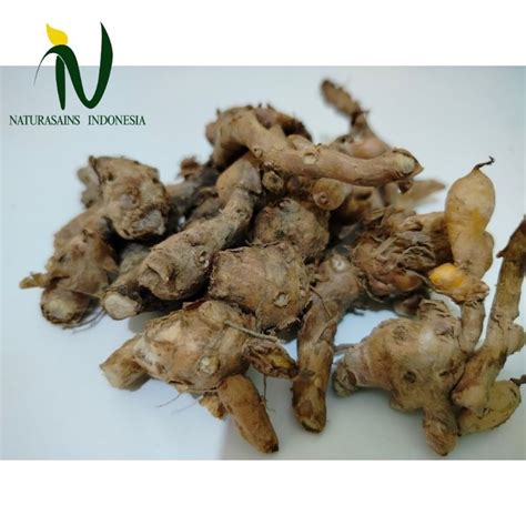 Jual Temu Kunci Bumbu Dapur 100 Gram Shopee Indonesia