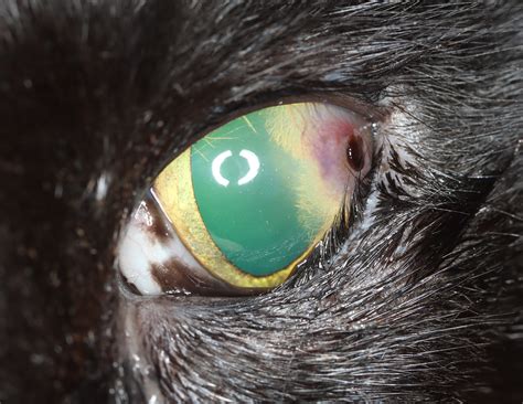 Dendritic Ulcer Cat