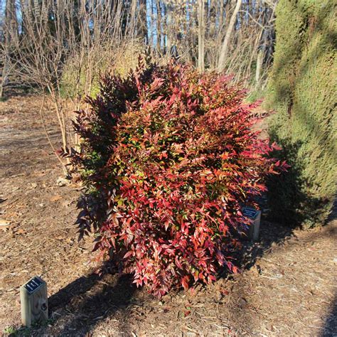 Obsession™ Nandina Shrubs for Sale | FastGrowingTrees.com