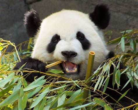 Panda Bear Eating Bamboo