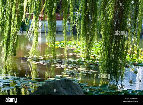 Willow Trees And Lily Pads In The Chinese Garden Sydney Australia