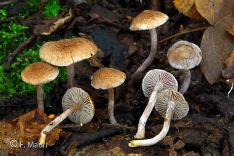 Inocybe Griseolilacina Benvenuti Su Gmvmonza Vittadini