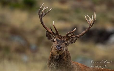 Cerf Cors Venu Jusqu Une Quinzaine De M Tres De Ma Po Flickr