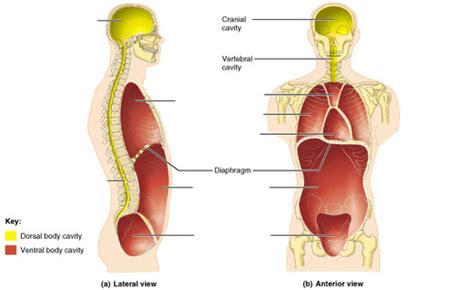 BSC2085L Dr Austin Hickey Quiz 1 Dorsal And Ventral Body Cavities