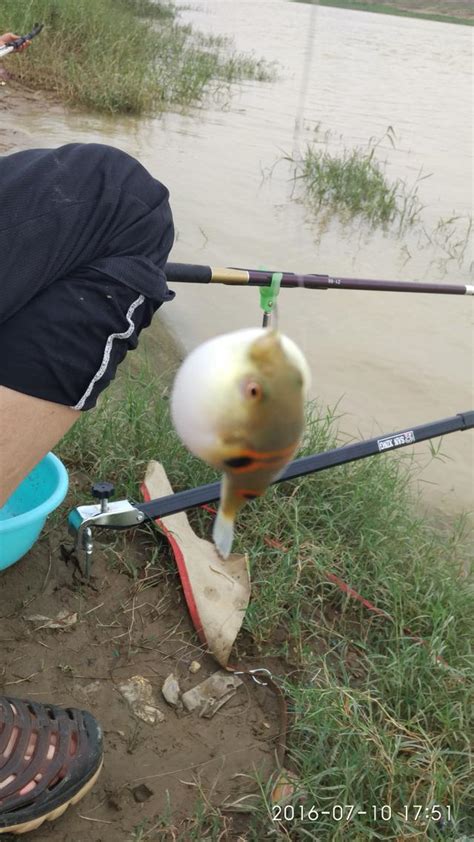 各位新手釣友注意：如果你釣到這條萌萌的魚，千萬不能食用，劇毒 每日頭條