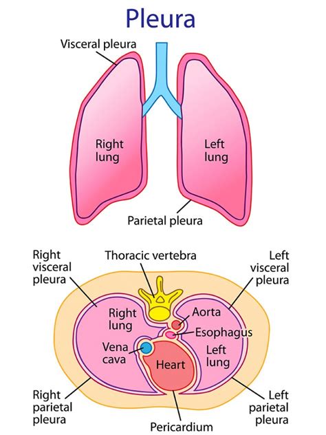 Pleurah Hle Aufbau Funktion Krankheiten Medlexi De