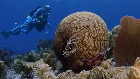 Recifes De Coral Pelos Mares Do Mundo Document Rio Completo