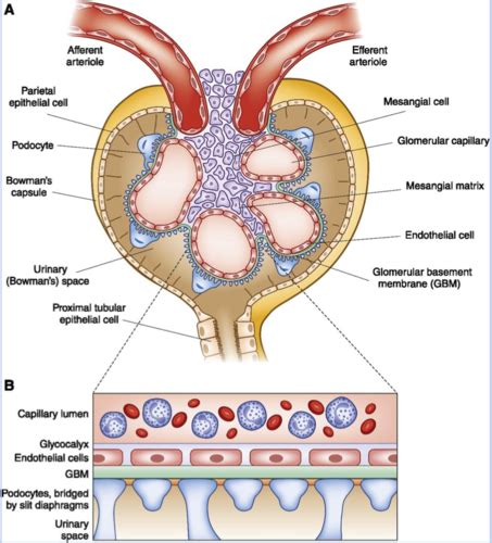 EXAM 4 Glomerular Disease And Pyelonephritis Flashcards Quizlet