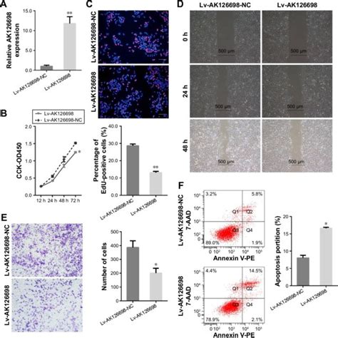 L Wrn Conditioned Medium Activates The Wnt B Catenin Signaling Pathway