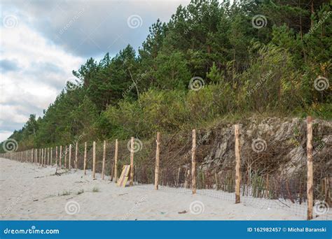 Pine Trees Growing On Sandy Dune Stock Image Image Of Outdoor Scenic