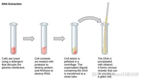 DNA提取及基本步骤 知乎