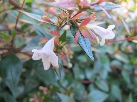 Abelia Grandiflora June June Glossy Plants Plant Planets