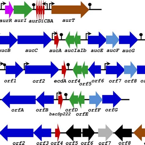 Biosynthetic Gene Clusters Of Some Class Ii Staphylococcins The