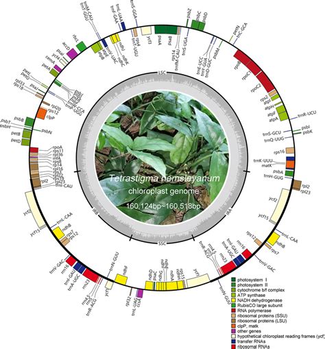 The Chloroplast Genome Map Of Tetrastigma Hemsleyanum From Five