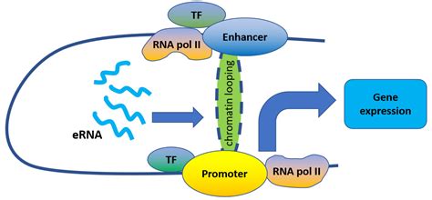 Ijms Free Full Text Current Advances On The Important Roles Of