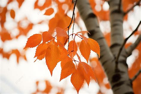 Fall Birch Tree Leaves