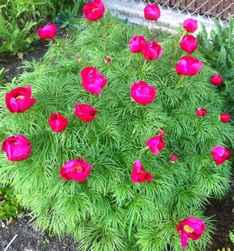 Fern Leaf Peony Is My Favorite Perennial I Had One But After Many