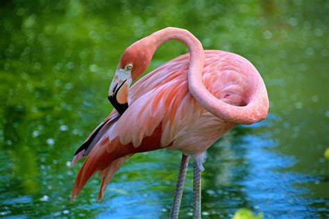 Wild Flamingos Found In Wisconsin First Time In State History