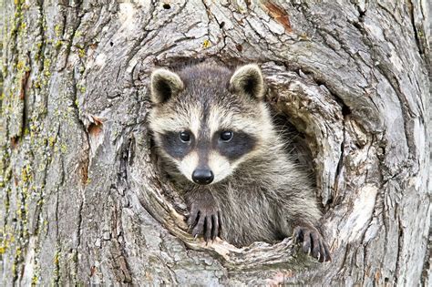 Dog vs raccoon: Ancient grudges in the animal kingdom | The Star