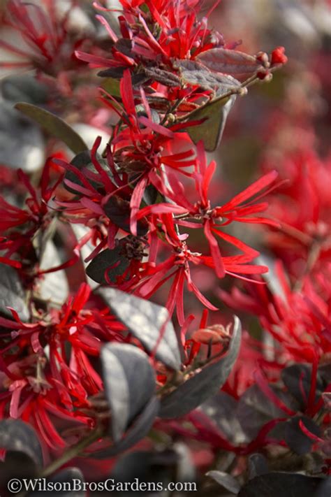 Loropetalum Ever Red Sunset