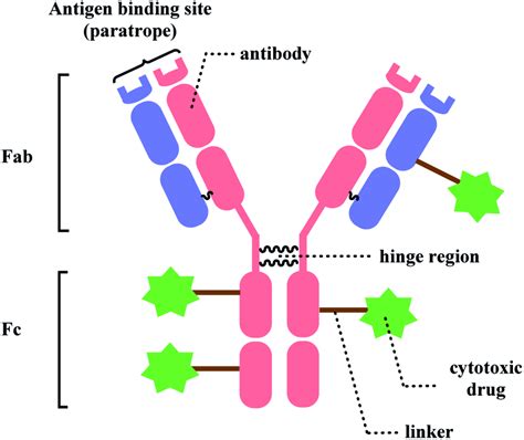 General Structure Of Antibodydrug Conjugate Download Scientific Diagram