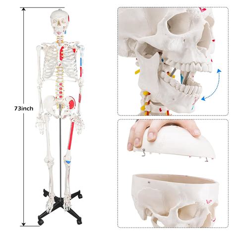 Ultrassist Modelo de esqueleto humano réplica de esqueleto anatómico de