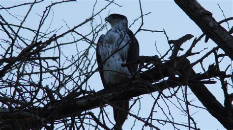 African Hawk-Eagle | MarkEisingBirding