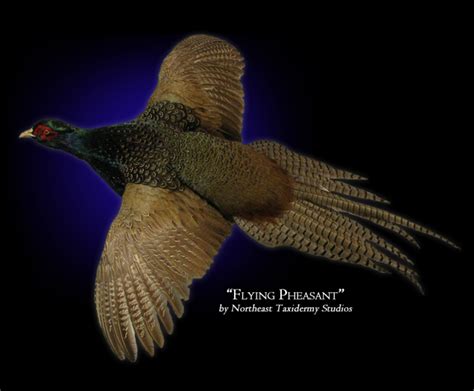 Flying Pheasant Mount, Mounted Flying Pheasant Taxidermy