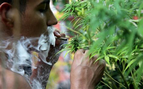 Estados Unidos Dar Hist Rico Paso Al Clasificar La Marihuana Como Una