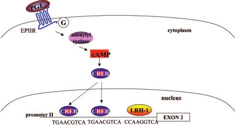 Role Of Lrh In Activation Of Aromatase Promoter Ii Expression In