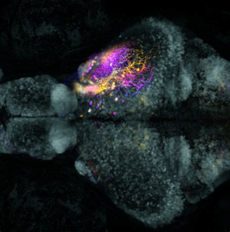 Wiring Diagram [image] Eurekalert Science News Releases