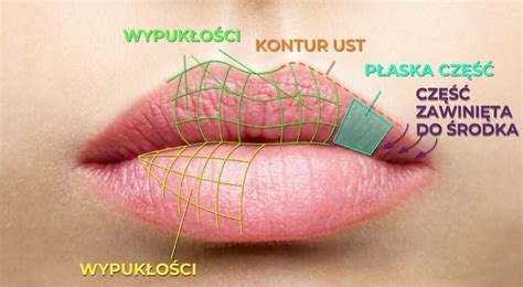 Anatomia ust PIMIK Wrocław