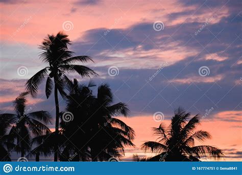 Hermoso Cocotero De Silueta Con Cielo Atardecer En La Isla Imagen De